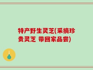 特产野生灵芝(采摘珍贵灵芝 带回家品尝)