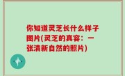你知道灵芝长什么样子图片(灵芝的真容：一张清新自然的照片)