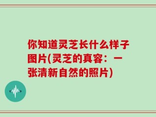 你知道灵芝长什么样子图片(灵芝的真容：一张清新自然的照片)