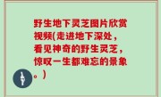 野生地下灵芝图片欣赏视频(走进地下深处，看见神奇的野生灵芝，惊叹一生都难忘的景象。)