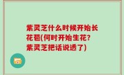 紫灵芝什么时候开始长花苞(何时开始生花？紫灵芝把话说透了)