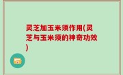 灵芝加玉米须作用(灵芝与玉米须的神奇功效)