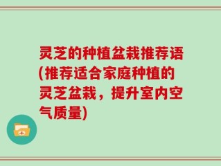 灵芝的种植盆栽推荐语(推荐适合家庭种植的灵芝盆栽，提升室内空气质量)