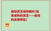 栽培灵芝成熟图片(培育成熟的灵芝——成功的关键所在)