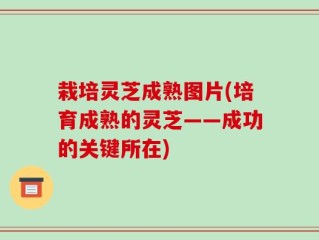 栽培灵芝成熟图片(培育成熟的灵芝——成功的关键所在)