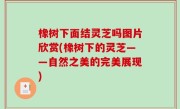 橡树下面结灵芝吗图片欣赏(橡树下的灵芝——自然之美的完美展现)