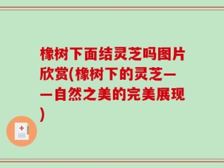 橡树下面结灵芝吗图片欣赏(橡树下的灵芝——自然之美的完美展现)