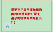 灵芝孢子属于哪类植物图片(图片解析：灵芝孢子的植物分类是什么？)