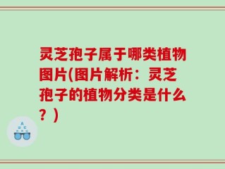 灵芝孢子属于哪类植物图片(图片解析：灵芝孢子的植物分类是什么？)