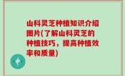 山科灵芝种植知识介绍图片(了解山科灵芝的种植技巧，提高种植效率和质量)