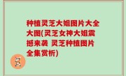种植灵芝大姐图片大全大图(灵芝女神大姐震撼来袭 灵芝种植图片全集赏析)