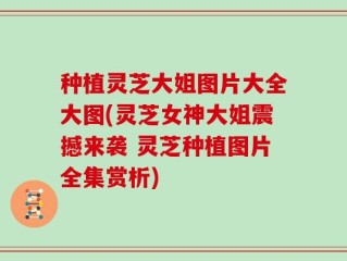 种植灵芝大姐图片大全大图(灵芝女神大姐震撼来袭 灵芝种植图片全集赏析)