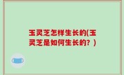 玉灵芝怎样生长的(玉灵芝是如何生长的？)