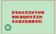 野生树长灵芝好不好呢视频(探秘野外灵芝树生长情况及健康功效)