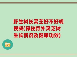 野生树长灵芝好不好呢视频(探秘野外灵芝树生长情况及健康功效)