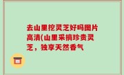 去山里挖灵芝好吗图片高清(山里采摘珍贵灵芝，独享天然香气