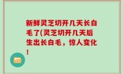新鲜灵芝切开几天长白毛了(灵芝切开几天后生出长白毛，惊人变化！