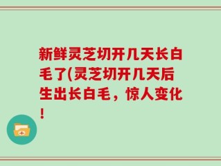 新鲜灵芝切开几天长白毛了(灵芝切开几天后生出长白毛，惊人变化！