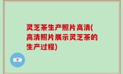灵芝茶生产照片高清(高清照片展示灵芝茶的生产过程)