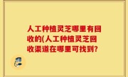 人工种植灵芝哪里有回收的(人工种植灵芝回收渠道在哪里可找到？