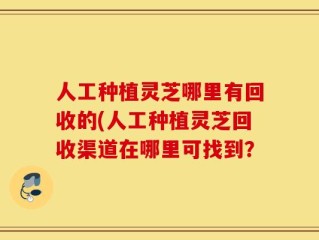 人工种植灵芝哪里有回收的(人工种植灵芝回收渠道在哪里可找到？