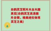 白鹤灵芝照片大全大图真实(白鹤灵芝高清图片合辑，精美绝伦体现灵芝之美)