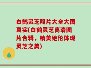 白鹤灵芝照片大全大图真实(白鹤灵芝高清图片合辑，精美绝伦体现灵芝之美)