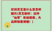 挖到灵芝是什么意思啊图片(灵芝解析：这种“仙草”有益健康，大品牌销量爆棚！)