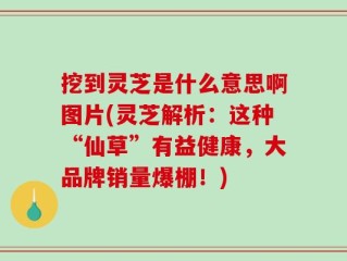 挖到灵芝是什么意思啊图片(灵芝解析：这种“仙草”有益健康，大品牌销量爆棚！)