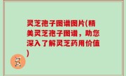 灵芝孢子图谱图片(精美灵芝孢子图谱，助您深入了解灵芝药用价值)