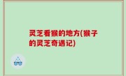 灵芝看猴的地方(猴子的灵芝奇遇记)