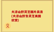 大凉山野灵芝图片高清(大凉山野生灵芝美图欣赏)