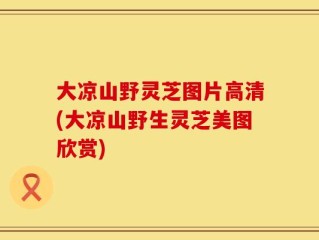 大凉山野灵芝图片高清(大凉山野生灵芝美图欣赏)
