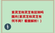 紫灵芝和灵芝有区别吗图片(紫灵芝和灵芝有何不同？看图解析！)