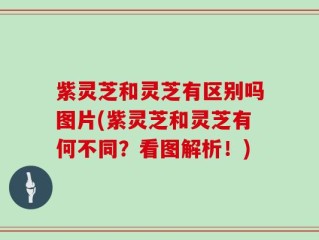 紫灵芝和灵芝有区别吗图片(紫灵芝和灵芝有何不同？看图解析！)