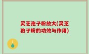灵芝孢子粉放大(灵芝孢子粉的功效与作用)