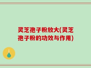 灵芝孢子粉放大(灵芝孢子粉的功效与作用)
