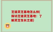 芝道灵芝基地怎么样(探访芝道灵芝基地：了解灵芝生长之道)