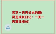 灵芝一天天长大的图(灵芝成长日记：一天一天茁壮成长)