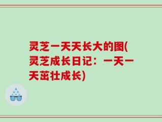 灵芝一天天长大的图(灵芝成长日记：一天一天茁壮成长)