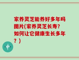 家养灵芝能养好多年吗图片(家养灵芝长寿？如何让它健康生长多年？)