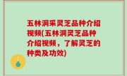 五林洞采灵芝品种介绍视频(五林洞灵芝品种介绍视频，了解灵芝的种类及功效)