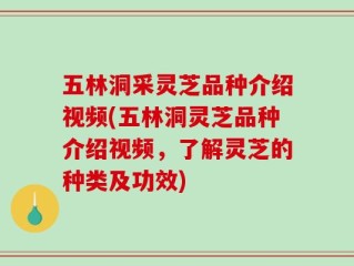 五林洞采灵芝品种介绍视频(五林洞灵芝品种介绍视频，了解灵芝的种类及功效)