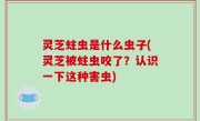 灵芝蛀虫是什么虫子(灵芝被蛀虫咬了？认识一下这种害虫)