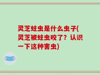灵芝蛀虫是什么虫子(灵芝被蛀虫咬了？认识一下这种害虫)
