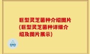 巨型灵芝菌种介绍图片(巨型灵芝菌种详细介绍及图片展示)