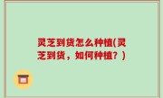 灵芝到货怎么种植(灵芝到货，如何种植？)