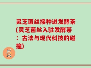 灵芝菌丝接种进发酵茶(灵芝菌丝入驻发酵茶：古法与现代科技的碰撞)