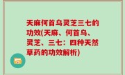 天麻何首乌灵芝三七的功效(天麻、何首乌、灵芝、三七：四种天然草药的功效解析)
