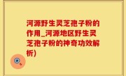 河源野生灵芝孢子粉的作用_河源地区野生灵芝孢子粉的神奇功效解析)